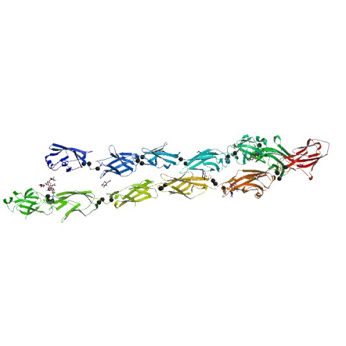 Crystal structure of the Protocadherin GammaB4 extracellular domain