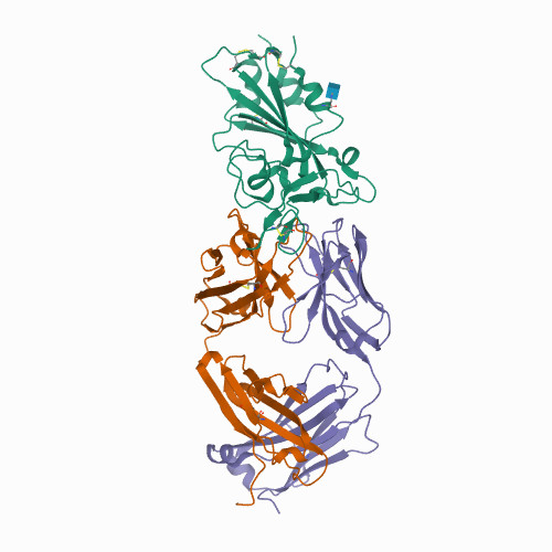 7KFV Structural basis for a germline-biased antibody response to SARS-CoV-2 (RBD:C1A-B12 Fab)