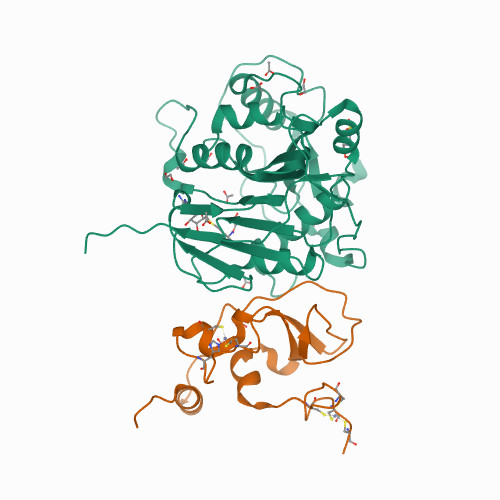 7LW4 Structure of SARS-CoV-2 nsp16/nsp10 complex in presence of S-adenosyl-L-homocysteine (SAH)