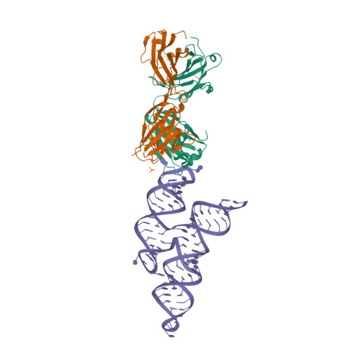 8DP3 Crystal structure of coxsackievirus B3 cloverleaf RNA replication element