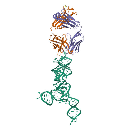 8UTA, yjdF riboswitch from R. gauvreauii in complex with proflavine bound to Fab BL3-6 S97N 8UTA, yjdF riboswitch from R. gauvreauii in complex with proflavine bound to Fab BL3-6 S97N