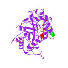 Structure of mouse RECON (AKR1C13) in complex with cyclic AMP-AMP-GMP (cAAG)