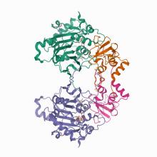 Structure of SARS-CoV-2 nsp16/nsp10 ternary complex 6WKS