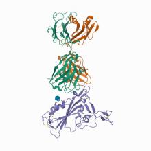 7F7E, SARS-CoV-2 S protein RBD in complex with A5-10 Fab SARS-CoV-2 S protein RBD in complex with A5-10 Fab