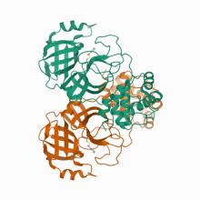 Crystal structure of SARS-CoV-2 3CL protease in complex with MAC5576