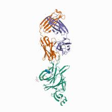 Crystallographic structure of neutralizing antibody 2-51 in complex with SARS-CoV-2 spike N-terminal domain (NTD) Crystallographic structure of neutralizing antibody 2-51 in complex with SARS-CoV-2 spike N-terminal domain (NTD)