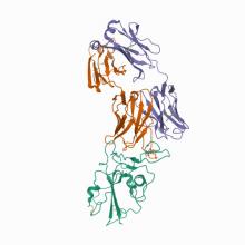 Crystallographic structure of neutralizing antibody 2-15 in complex with SARS-CoV-2 spike receptor-binding Domain (RBD)