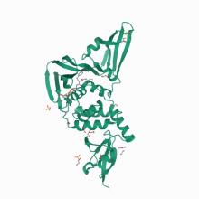 Crystal structure of the SARS CoV-1 Papain-like protease in complex with peptide inhibitor VIR251 7LFV