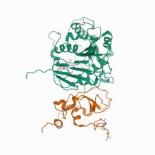 7LW4 Structure of SARS-CoV-2 nsp16/nsp10 complex in presence of S-adenosyl-L-homocysteine (SAH)
