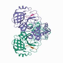 SARS-CoV-2 main protease in complex with N-terminal autoprocessing substrate