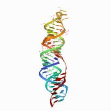 SARS-CoV-2 frameshifting pseudoknot RNA