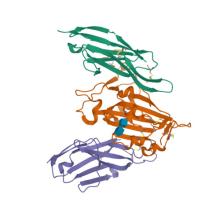 Crystal structure of SARS CoV-2 Spike Receptor Binding Domain in complex with shark neutralizing VNARs ShAb01 and ShAb02 7S83