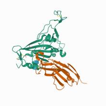 Crystal structure of the SARS-CoV-2 receptor binding domain in complex with VNAR 3B4