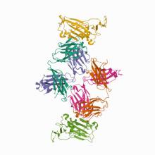7TE1 SARS-CoV-2 Receptor Binding Domain in Complex with Ab17