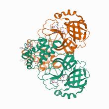 7TGR Structure of SARS-CoV-2 main protease in complex with GC376