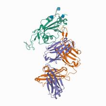 Crystal structure of potent neutralizing antibody 10-40 in complex with Sarbecovirus bat SHC014 receptor-binding domain 7TTM