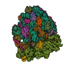 Crystal structure of the Thermus thermophilus 70S ribosome in complex with mRNA, aminoacylated A-site Phe-NH-tRNAphe, peptidyl P-site fMSEAC-NH-tRNAmet, and deacylated E-site tRNAphe at 2.40A resolution
