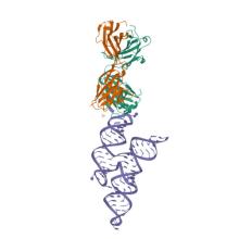 Crystal structure of coxsackievirus B3 cloverleaf RNA replication element