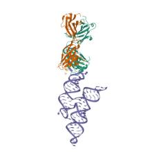 8DP3 Crystal structure of coxsackievirus B3 cloverleaf RNA replication element