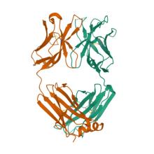 8EKH I-2 Y35N H35N (unbound) Fab from CH65-CH67 lineage