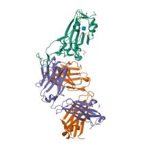 8FHY Crystal structure of the SARS-CoV-2 receptor binding domain in complex with neutralizing antibody WRAIR-5021