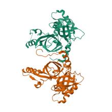 8S8K, Structure of dimeric FAM111A SPD S541A Mutant