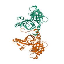 Structure of dimeric FAM111A SPD S541A Mutant, 8S9K 8S8K, Structure of dimeric FAM111A SPD S541A Mutant