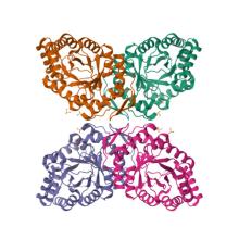 Crystal structure of dimethylsulfone monooxygenase SfnG from Pseudomonas fluorescens 8T0U, Crystal structure of dimethylsulfone monooxygenase SfnG from Pseudomonas fluorescens