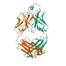8T7F Structure of the S1 variant of Fab F1