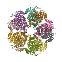 Structure of PYCR1 complexed with 3-(6-Oxa-9-azaspiro(4.5)decane-9-carbonyl)benzoic acid