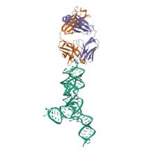 8UTA, yjdF riboswitch from R. gauvreauii in complex with proflavine bound to Fab BL3-6 S97N