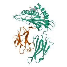 9ASG, Crystal structure of HLA-A*03:01 in complex with a mutant PIK3CA peptide analogue (Trp-6 Bta) Crystal structure of HLA-A*03:01 in complex with a mutant PIK3CA peptide analogue (Trp-6 Bta)