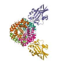 9BCJ, Crystal structure of human hemoglobin in complex with the HbpA receptor from Corynebacterium diphtheriae Crystal structure of human hemoglobin in complex with the HbpA receptor from Corynebacterium diphtheriae