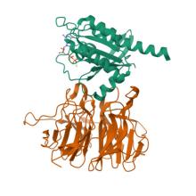 9MEY, Crystal structure of RIT1(GDP) bound to LZTR1(Kelch domain)